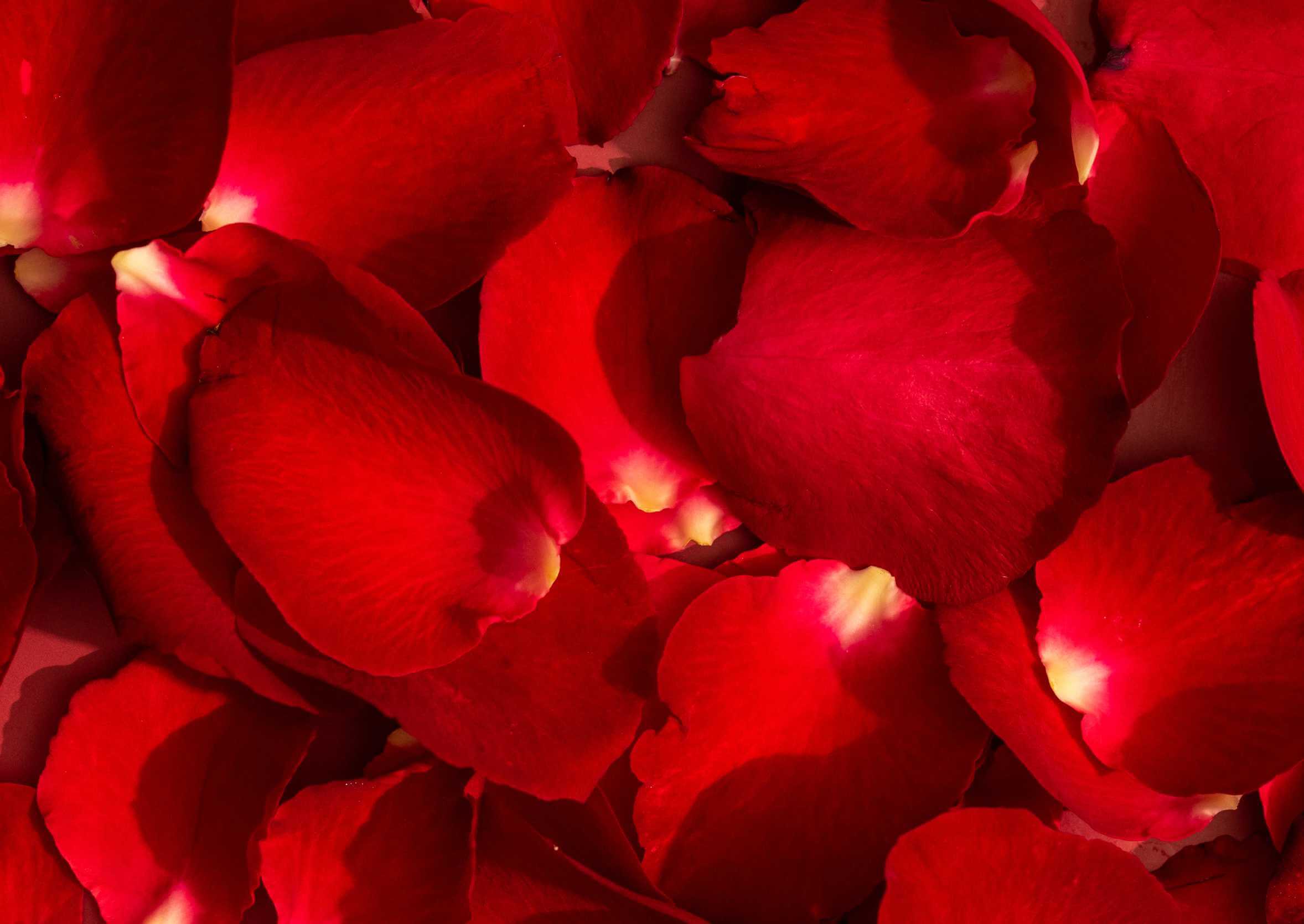 Amarre de amor con pétalos de rosas rojas